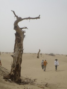 Courtesy of Aaron Putnam/University of Maine A tree in the Tarim Basi
