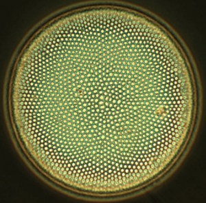 Courtesy of Anitra Ingalls Diatoms, single-celled organisms, are key to oceanographer Anitra Ingalls' new dating technique to pin down climate changes through past ages.