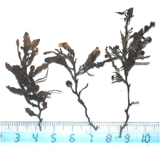 Courtesy of Ben Flower Fossilized seaweed from the Orca Basin holds clues to climate change in past eras. 