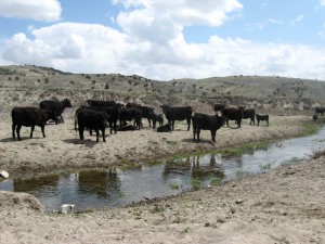 Cattle occupy a water gap on BLM land near Susie Creek. Water gaps grant livestock restricted access to part of a creek bed while protecting riparian habitat elsewhere.