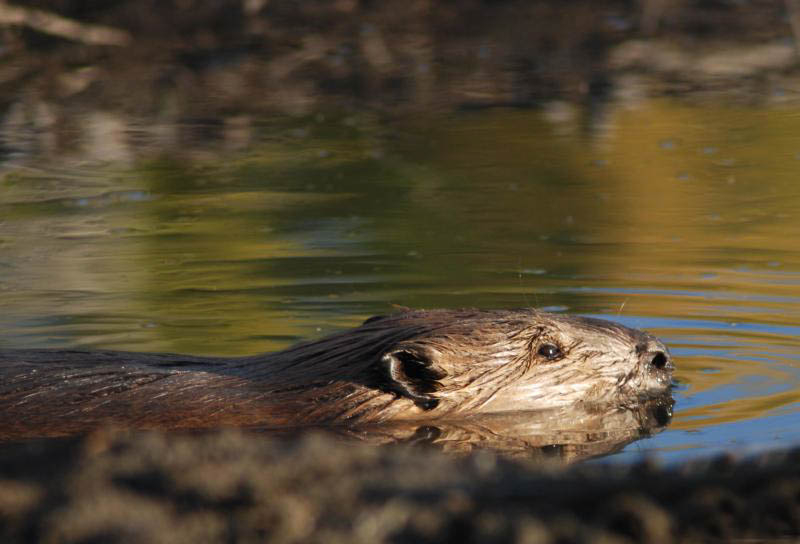 Beaver are making an unlikely comeback in northern Nevada, where they're helping watersheds withstand the ongoing drought.