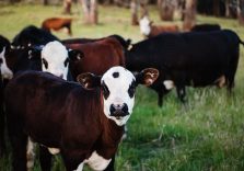 Trump warns the Green New Deal will ‘take out the cows.’ Here’s the science showing why that’s a myth.