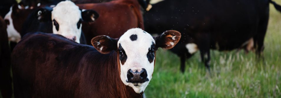 Trump warns the Green New Deal will ‘take out the cows.’ Here’s the science showing why that’s a myth.