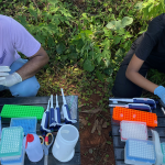 The team led by synthetic biologist Julius Lucks tested easy-to-use Plant-DX biosensors in Kenya to detect a crop virus before symptoms show and allow farmers to take action. (Northwestern University McCormick School of Engineering)